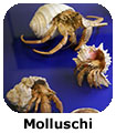Molluschi